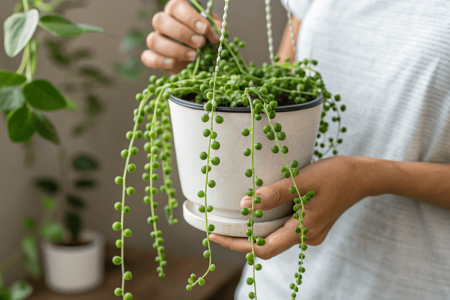 Succulent Plant Names