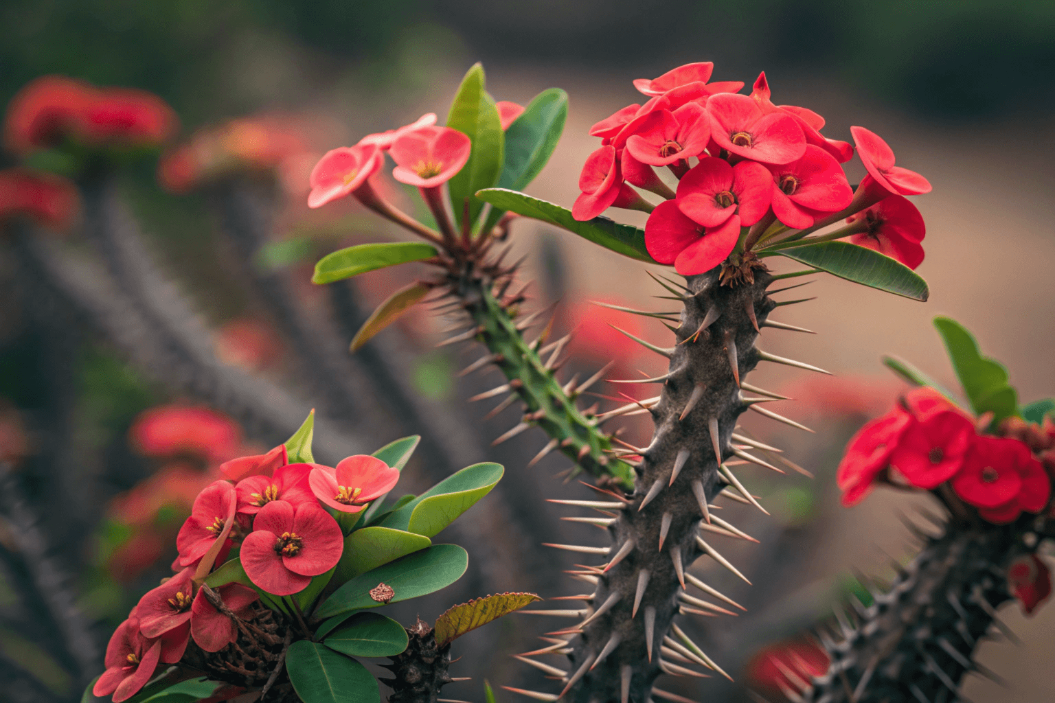 Succulent Plant Names