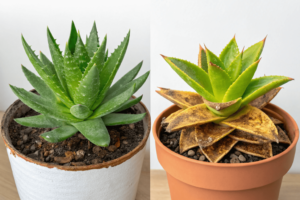 Sun Stress vs. Sunburn Knowing the Difference