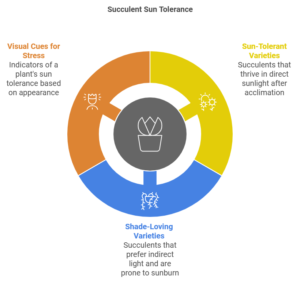succulent sun tolerance