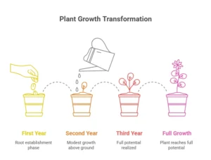 The Gardening 3-Year Rule: Letting Plants Rest for Better Growth